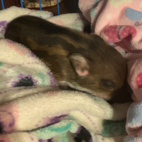 Meet your Posher, Talan - Picture 1 of 1